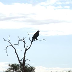 Magnificent Wesgtailed eagle scared off the carcass.