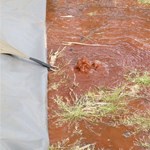 The aptly named Eller-Springs.