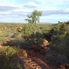 Gums area on south eastern side of Augustus