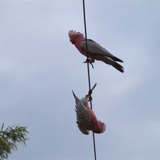 The afternoon entertainment - Bloody Galah!