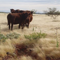 Healthy looking Natives - Fat Cattle