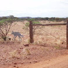 A novel approach to cattle control - A tin dog!