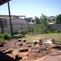 After palms felled