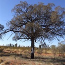 Half Way Marker - Sandy Blight Junction Road, WA