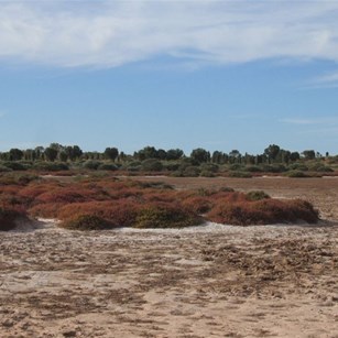 A samphire flat and a desert oak nursery.