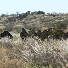Curious Camels near the bottom (south) bore - Rudall River NP
