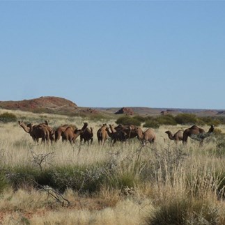Camels by the main Rudall Road