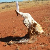 The road side mail box!
