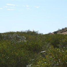 Bloody Thick Scrub - That's the top of the Guppy you can just make out!