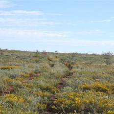 The track heading across a gibber rise