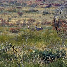 Those braying jackasses - Feral donkey/mules