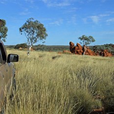 In the vicinity of Hugh's Knob looking west towards the lower grass plains
