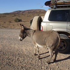 The carrot bandit of Iga Warta!