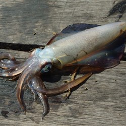 squid on Louth Bay jetty 27.3.09