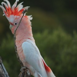 Major Mitchell at EBO WA