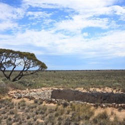 Ivy Tank Old Eyre Hwy SA