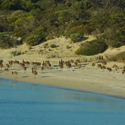 flock of emus on the beach