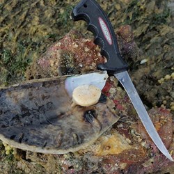 opened razor fish shell