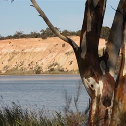 Booky Cliffs Campground - Murray River National Park, Katarapko Section