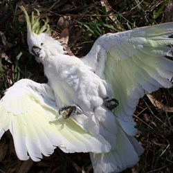 Cockatoo