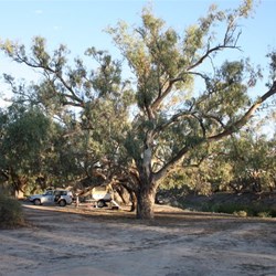 Camping on the Darling River (Kinchega NP)