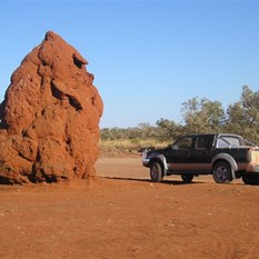 A roadside termite high-rise