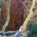 Amanda tree hugging on the walk to Stanley