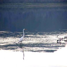 Wading birds next to our camp