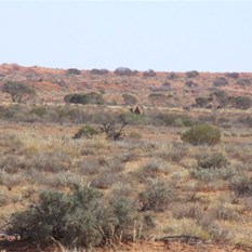 Our first camel of the trip...the first of many!