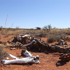 She's tough country all right - Camel bones by the WAA.