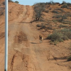 The first of the days dingoes heading west