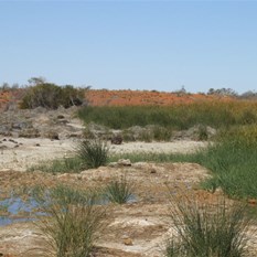 Purnie Bore wetlands