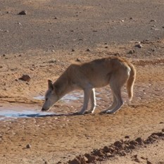 Our 2nd dingo taking a drink from a trackside puddle