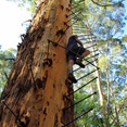 John climbing the Gloucester tree
