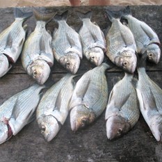 bream caught at Millers Point
