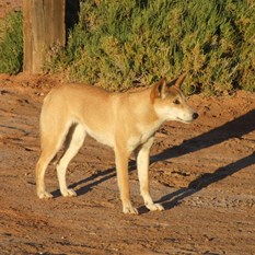 A most magnificent specimum of a dingo!