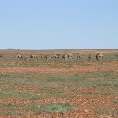 A goodly mob of camels