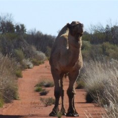 Worlds oldest camel - DCR 2007
