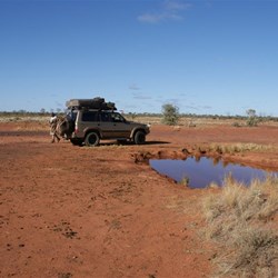 Camel soak in the previously inundated (2007) claypan