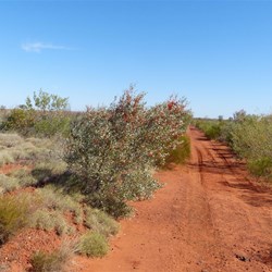 Shortcut to Telfer Mine
