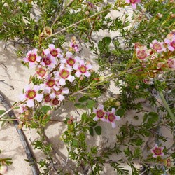 Wildflower 1  What is it?