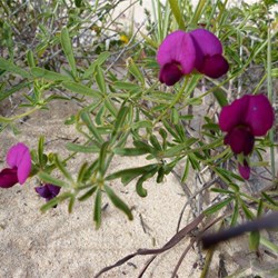 Wildflower 2  What is it?