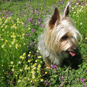 Lucy in the wildflowers, Kilcowera Station Outback Australia