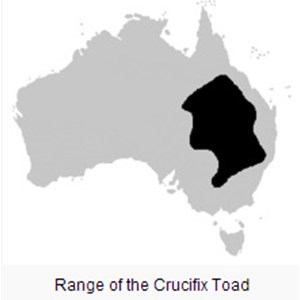 Range of the Crucifix Frog