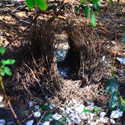 Great bower birds bower