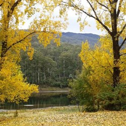 Autumn colours at Bogong