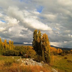 Roadside colour by the Murray Valley Highway