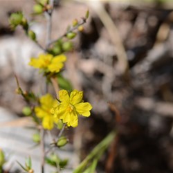 Hibbertia exutiacies