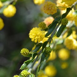Acacia oaradoxa