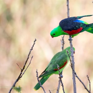 Pair of Red shouldered parrots